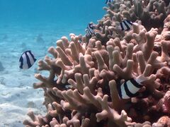 񂳂̋{blue܂ق΂ւ̓eʐ^2