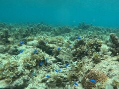 肳̐Ί_ ADVENTURE PiPiւ̓eʐ^1