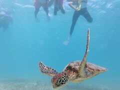 pCibvnico {Óւ̓eʐ^1