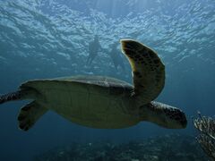 Ⴓ̐Ί_}T[rX߂̉Ԃւ̓eʐ^1