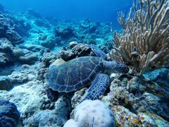 ނ̐Ί_ ADVENTURE PiPiւ̓eʐ^1