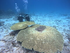 ݂[Diving Shop Naluւ̓eʐ^1