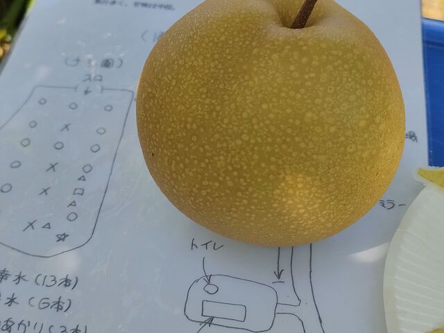 ���ꂢ�ȗ�_����ό��_��