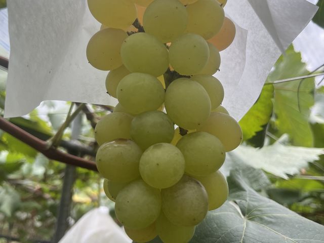 ���C�ɓ���ɂȂ����g����_�[���̋u�ό��_��(�����s�ό��Ԃǂ��Z���^�[�����x��)