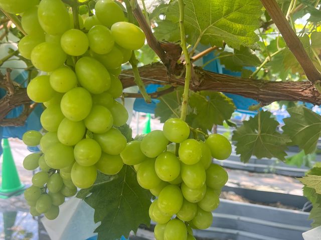 �����������ȃV���C���}�X�J�b�g�I_�A�O���[���p�[�N �F�s�{�Ԃǂ��̓m