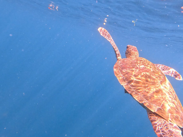 ���̎q�ƎU���ł��܂����I_�Ί_����������V�[�T�[