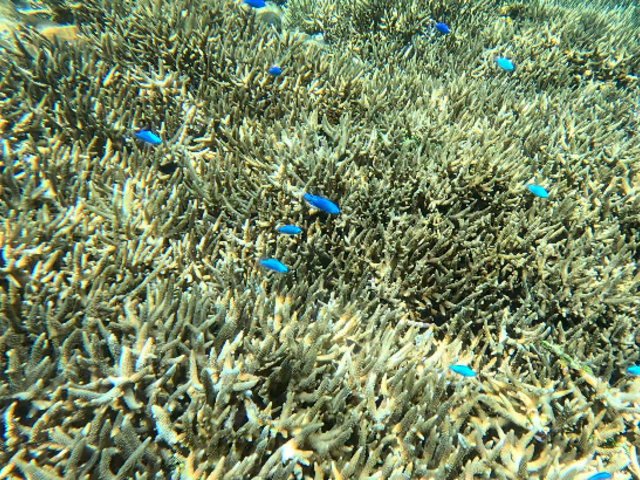 �����C���X�Y���_�C���ȁH_�Ί_����������V�[�T�[