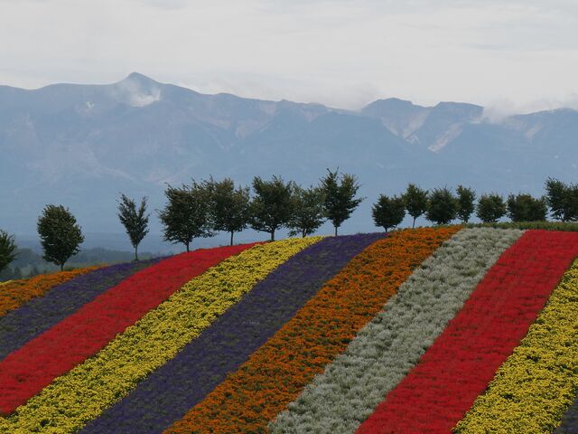 �\���x�ƉԂ̃X�g���C�v_�l�G�ʂ̋u