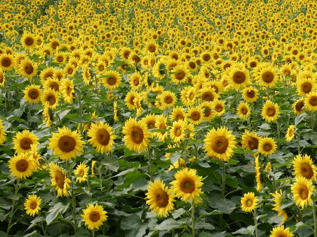 9���̃q�}����_�l�G�ʂ̋u