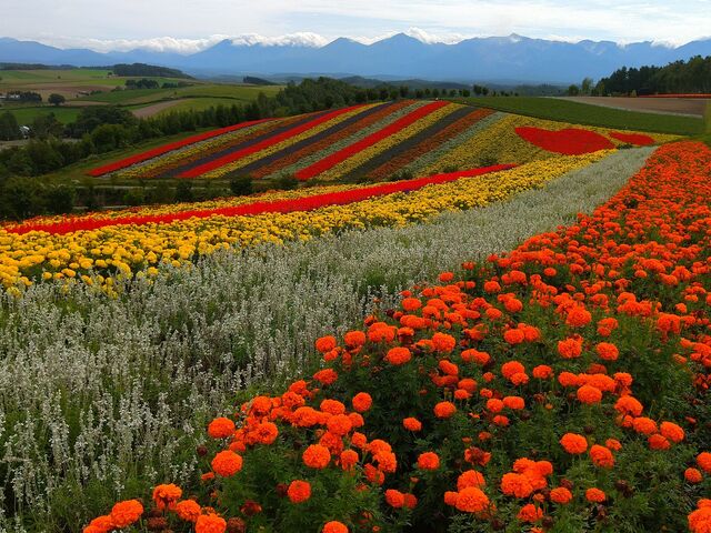 �\���A���]��_�l�G�ʂ̋u