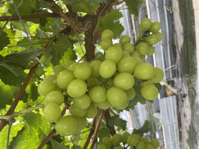 �t���b�V��_�A�O���[���p�[�N �F�s�{�Ԃǂ��̓m