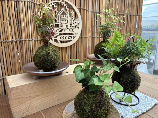 �������i�ł�_�q�~�O���[���t�@�[��