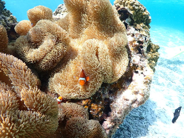 �j���̉Ƒ����ԋ߂Ŋώ@�I_Nami�{�Ó�