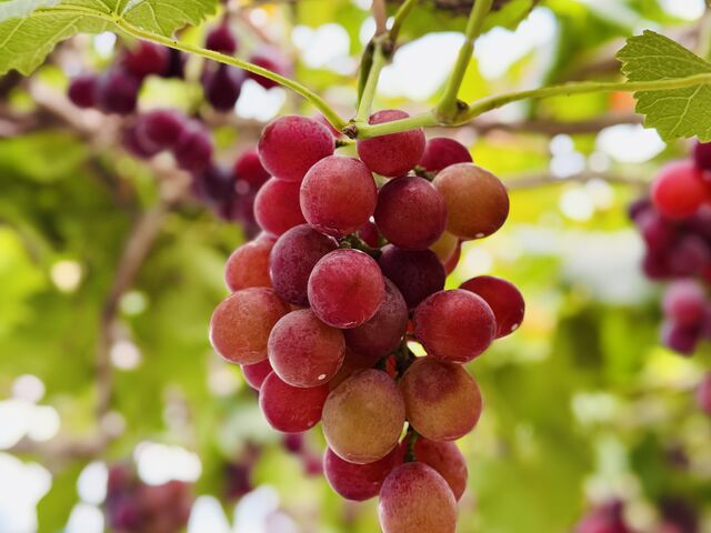 �Ԃǂ�1_�W�H���t���[�c�_��