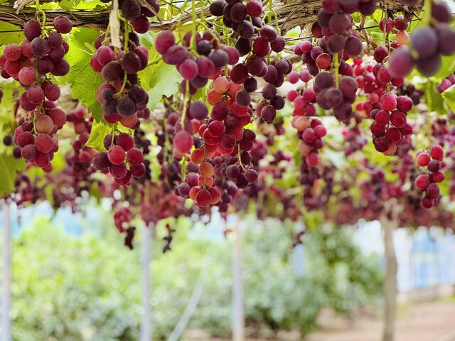 �Ԃǂ�2_�W�H���t���[�c�_��