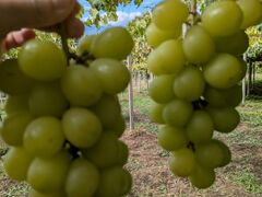 ���������yfarm�ւ̓��e�ʐ^1