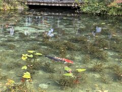 �R�N�}�}����̃��l�̒r�@�򕌌��ւ̓��e�ʐ^1