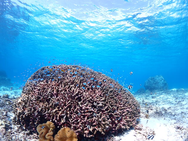 �Y��ȎX��ʂ�����܂���_CHAMP TOUR �{�Ó�