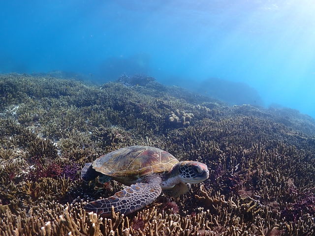 �E�~�K��_CHAMP TOUR �{�Ó�