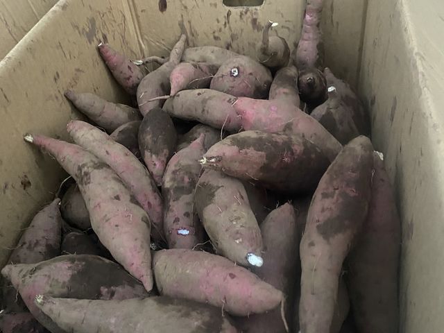 ���_���΂���t�@�[��