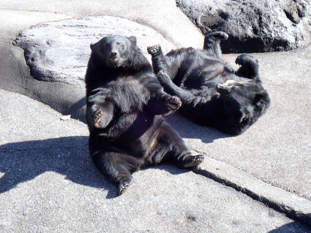 �}�C�a�n�n����̉���˃N�}�q��̓��e�ʐ^1