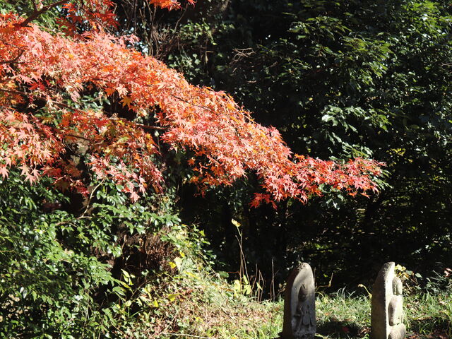 ���֏�Ռ��w�R�[�X