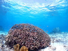 ��[���[�����CHAMP TOUR �{�Ó��ւ̓��e�ʐ^1