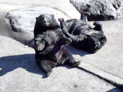 }Cann̉˃N}qւ̓eʐ^1