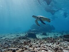 �Ђ��邳��̋{�Ó� ADVENTURE PiPi�ւ̓��e�ʐ^1