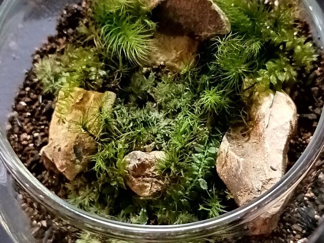 2_Moss Country