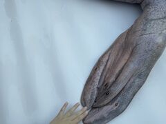 �[������������ �ɐ��V�[�p���_�C�X�̎ʐ^1