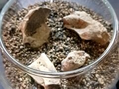 Moss Country�̎ʐ^1