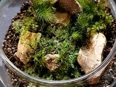 Moss Country�̎ʐ^2