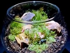 Moss Country�̎ʐ^3