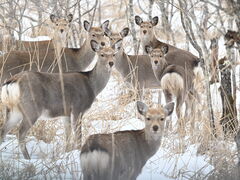 �t�H�g�c�A�[~KEARASHI~�̎ʐ^2