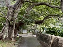 �_���f���C�I�������̎ʐ^1