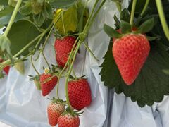 �܂�Ղ� ���������̎ʐ^1