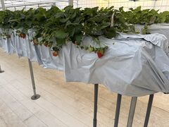 �܂�Ղ� ���������̎ʐ^3