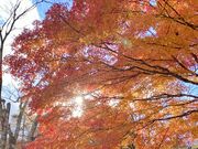 ��܂��񂳂�̌Õ����̓��e�ʐ^4