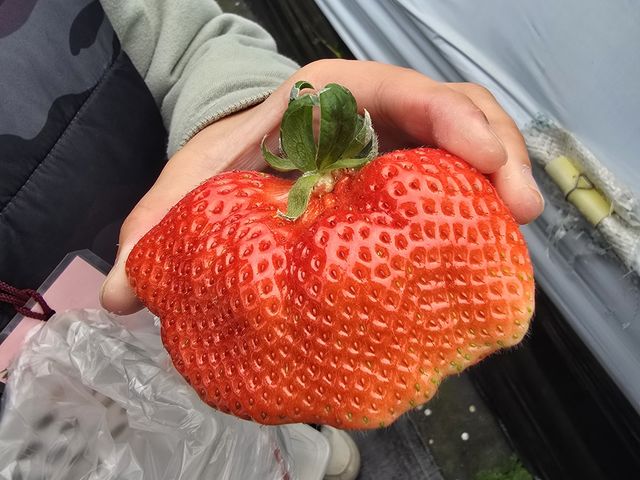 ���傠�܂����I_�_�Y���������L�삭�����̑�