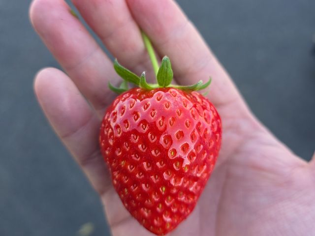 �X�^�[�i�C�g_�₿�܂� ���R�t�@�[��