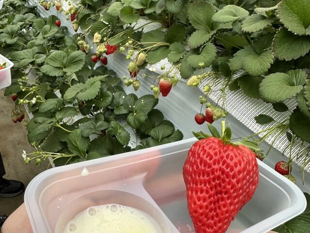 �g�ق��ؑ�T�C�Y�̒��̒��T�C�Y_���̂ה_��