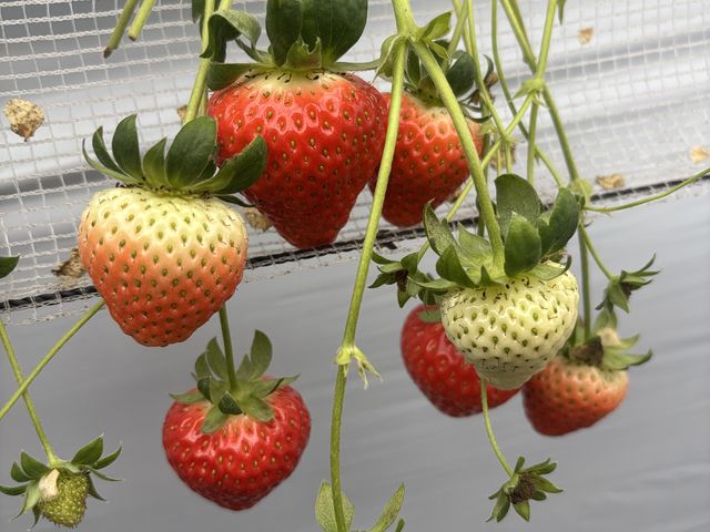 �Â��Ĕ������������ł��I_�n�b�s�[�_��