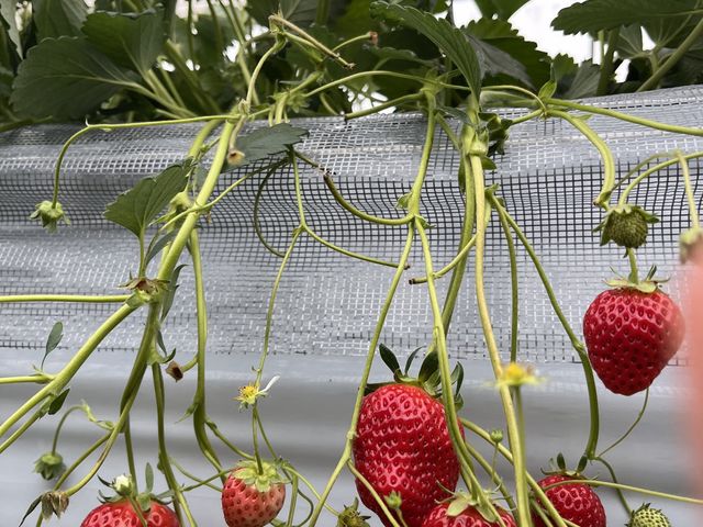 ������䕂���_strawberryfarm �V���C���x���[