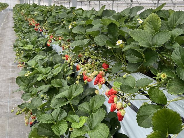 �������̓��͉��������܂��B_����_��