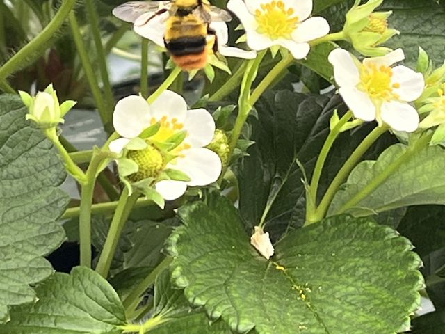 �� �I����B���X�^�b�t�̈���B�ꐶ���������Ă��܂����B�I����L��B_����_��