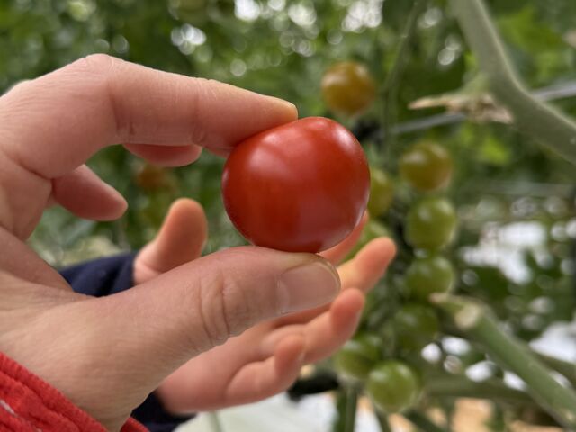 ���n�{�g�}�g_�{���_��