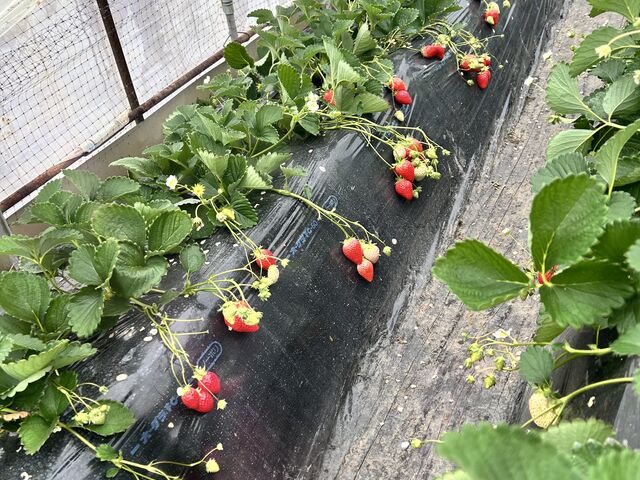 �n�����C�`�S��R_�L��䕉�