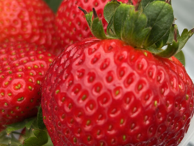 �^���ԁI_Strawberry Rabbit's