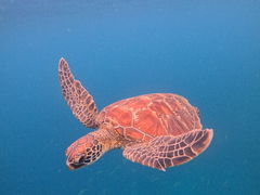 �}�����V���b�vHAPPY�̎ʐ^1